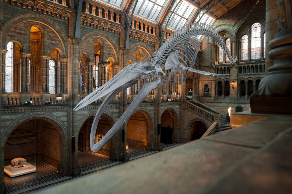 Museo de Historia Natural, Londres, Reino Unido